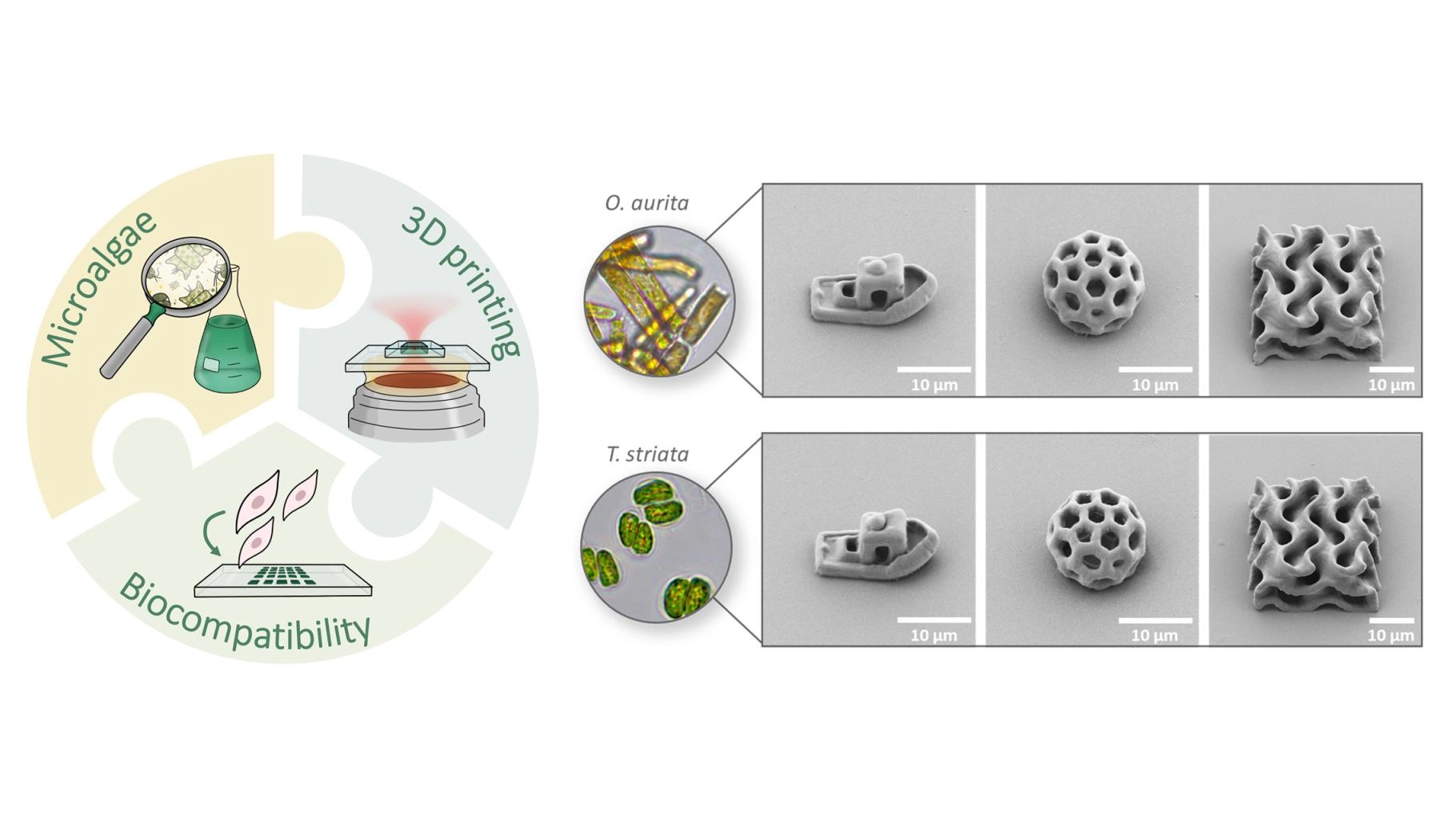Heidelberg Scientists Create Sustainable 3D Printing Inks Using Microalgae