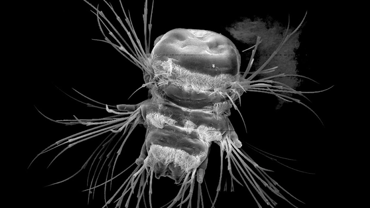 Meet the Innovative Creature Capable of 3D-Printing Its Own Body Parts!