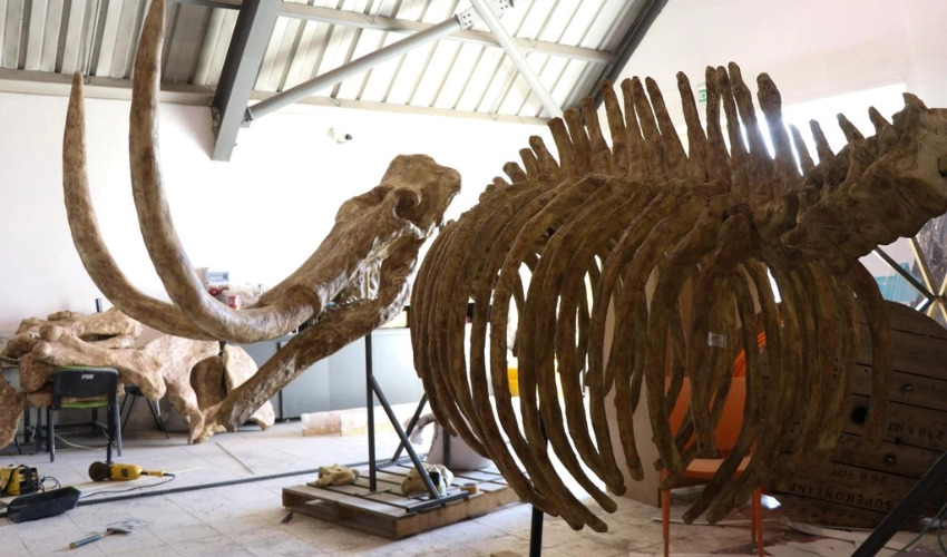 Reviving the Past: How 3D Printing is Bringing Ancient Fossils to Life in Türkiye