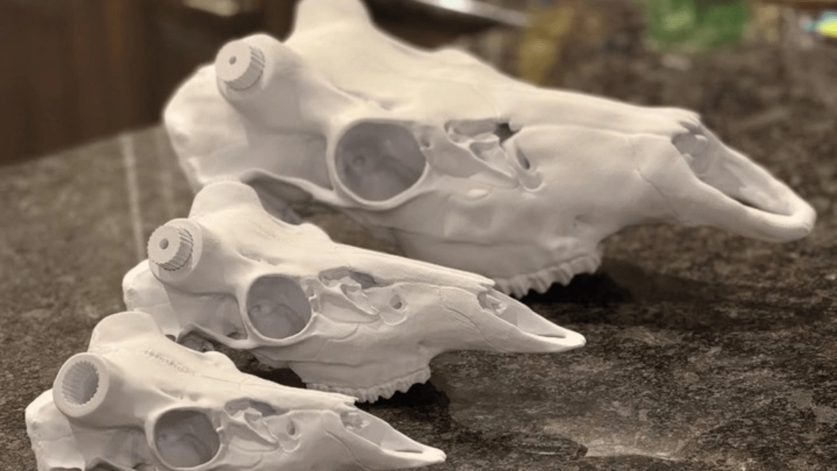Revolutionizing Hunting: How 3D Printed Skulls Simplify Antler Mounting Without the Mess