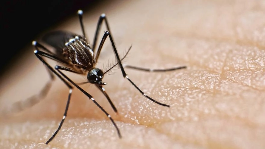 How Mosquitoes’ Bloodsucking Tubes Could Revolutionize High-Definition 3D Printing