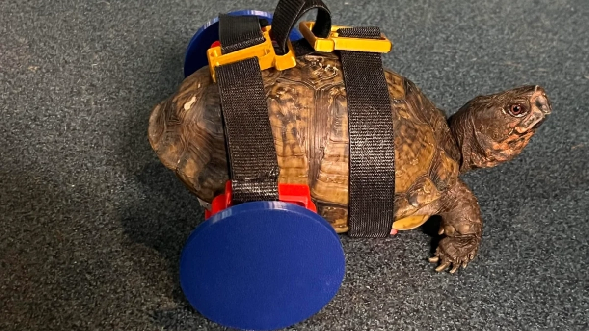 Incredible Innovation: How a 3D-Printed Wheelchair is Helping a Turtle Walk Again